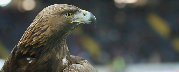 Der Vogel wundert sich. Foto: Stefan Krieger.