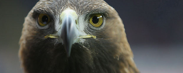 Geht als Symbolbild immer: Der Adler. Foto: Stefan Krieger.