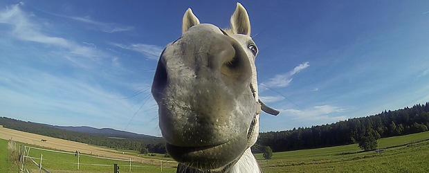 Das Pferd, (wo) nicht springt. GoPro-Foto: Stefan Krieger.