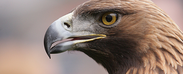 Abflug. Attila bleibt aber wohl. Foto: Stefan Krieger.