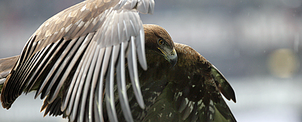 Der Adler bleibt. Stand heute. Foto: Stefan Krieger.