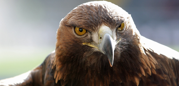 Macht im Sommer eher nicht den Abflug: Attila, Adler. Foto: Stefan Krieger.