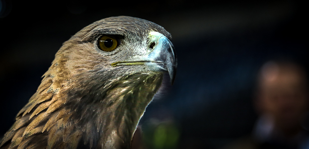 Schon viel gesehen: Der Adler. Foto: Stefan Krieger.