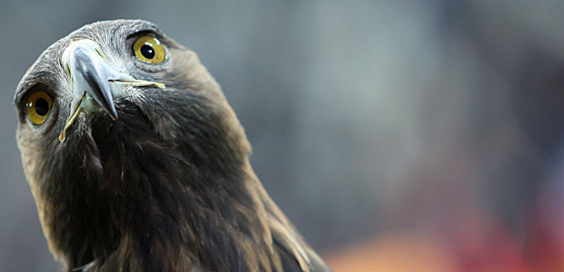 Der Adler wundert sich. Foto: Stefan Krieger.