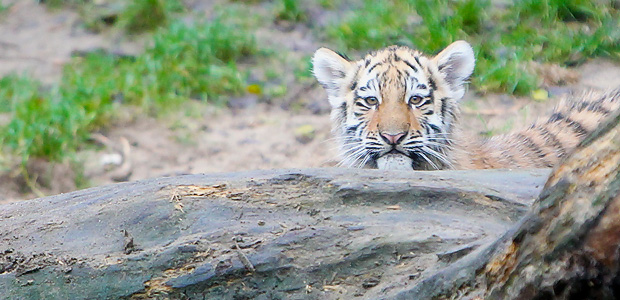 Der Tiger erwacht. Foto: Stefan Krieger.