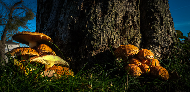 Pilze. Keine Pilse. Foto: Stefan Krieger.