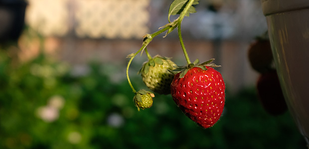 Symbolbild Sommer. Foto: skr.