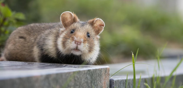 Feldhamster Cricetus cricetus. Foto: Imago Images.