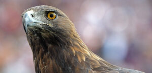 Foto: Imago/Jan Hübner